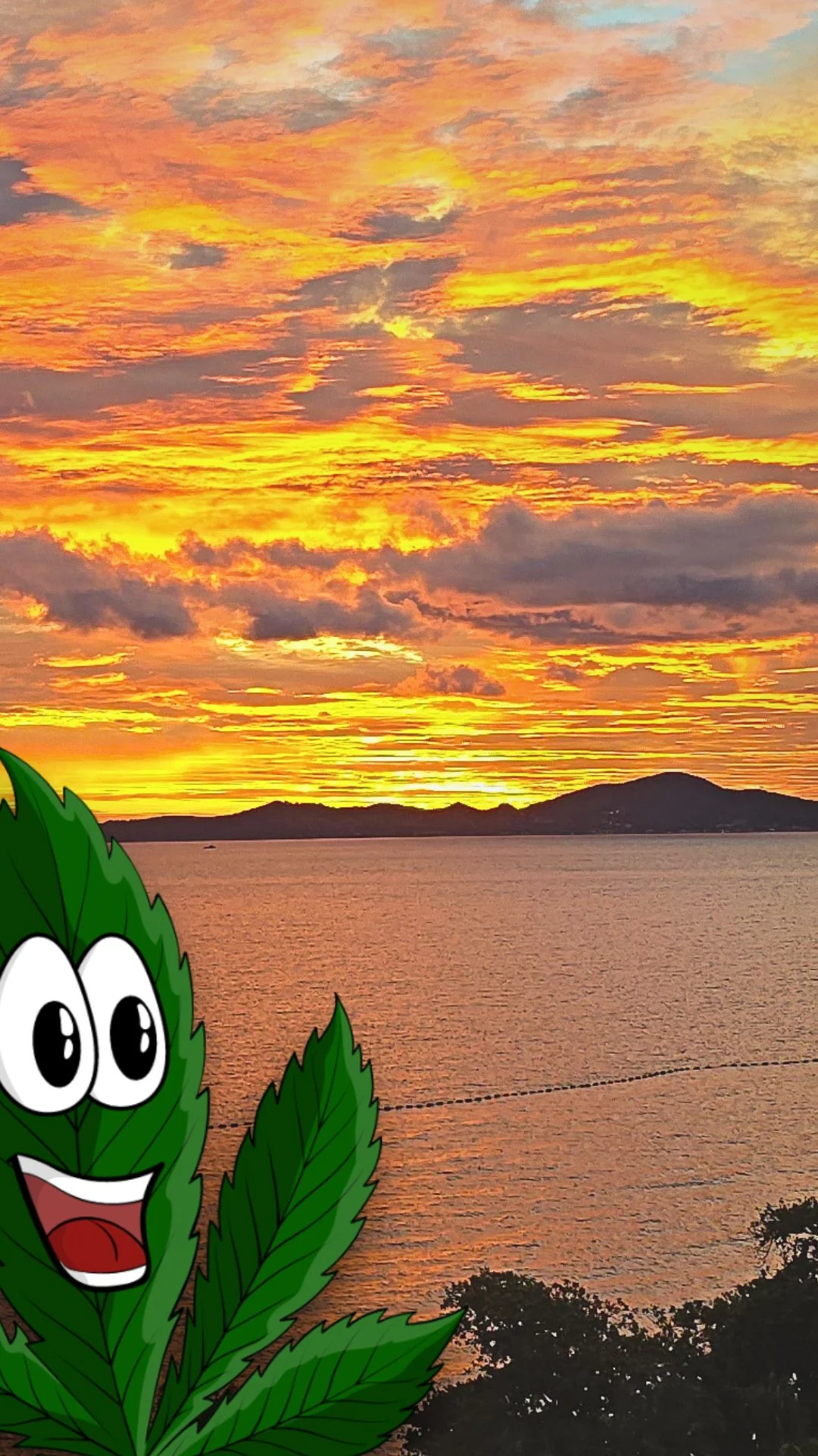 Mr Weed Pattaya - cannabis dispensary, cafe and bar near Jomtien Beach at sunset